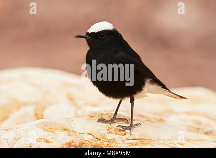 Witkruintapuit zittend; bianco-incoronato culbianco appollaiato Foto Stock