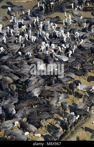 Bianco-naped gru e gru con cappuccio Arasaki Giappone; Witnekkraanvogel en Monnikskraanvogel Arasaki Giappone Foto Stock