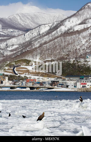 Zeearend in de winter; bianco-tailed Eagle in inverno Foto Stock