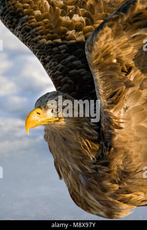 Zeearend in de winter; bianco-tailed Eagle in inverno Foto Stock