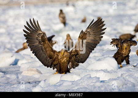 Zeearend in de winter; bianco-tailed Eagle in inverno Foto Stock