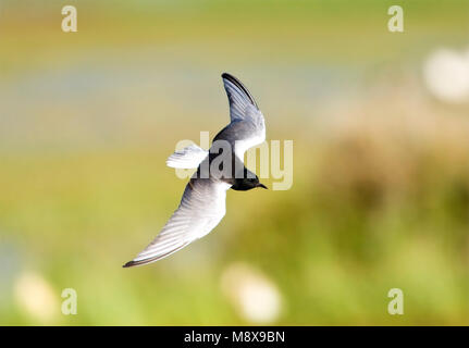 Witvleugelstern, bianco-winged Tern, Chlidonias leucopterus Foto Stock