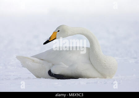 Whooper Swan adulto in appoggio nella neve; Wilde zwaan volwassen rustend in de sneeuw Foto Stock