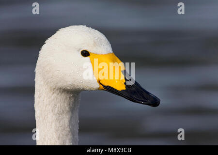 Wilde zwaan close-up; Whooper Swan ritratto per adulti Foto Stock