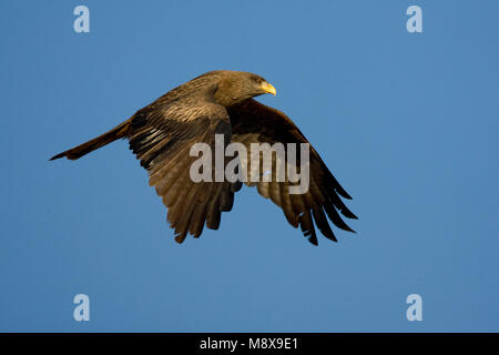 In Geelsnavelwouw de vlucht; giallo-fatturati Kite in volo Foto Stock