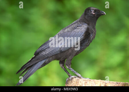 I capretti carrion crow appollaiato Foto Stock