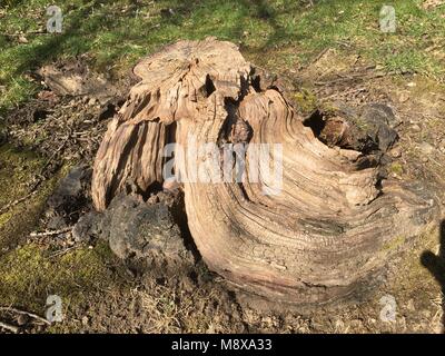 Alberi secolari e legno in boschi Olchfa, Swansea, Wales, Regno Unito Foto Stock