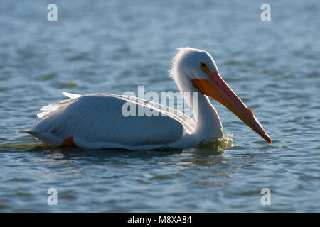 Volwassen Witte Pelikaan; adulto Americano bianco Pellicano Foto Stock