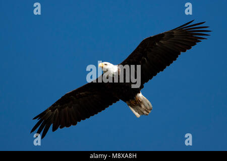 Amerikaanse Volwassen Zeearend in de vlucht; adulto aquila calva in volo Foto Stock