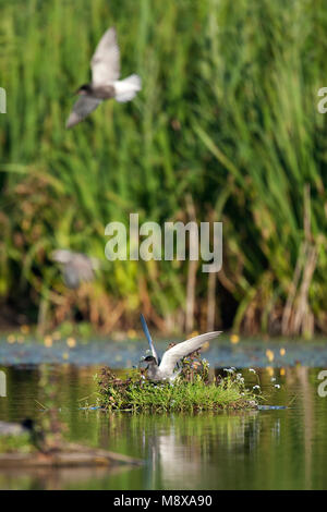 Zwarte Stern zittend op nestvlotje; Black Tern seduta sul nido artificiale Foto Stock