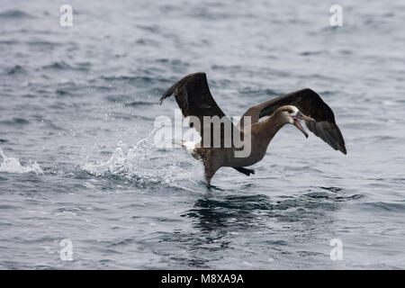 Zwartvoetalbatros op zee; nero-footed Albatross in mare Foto Stock