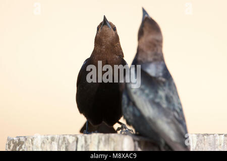 Baltsende Bruinkop Koevogel; marrone-guidato Cowbird nel display Foto Stock