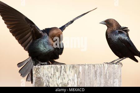 Baltsende Bruinkop Koevogel; marrone-guidato Cowbird nel display Foto Stock