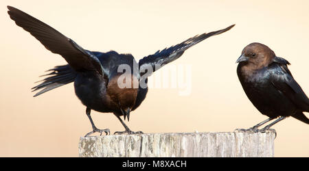 Baltsende Bruinkop Koevogel; marrone-guidato Cowbird nel display Foto Stock