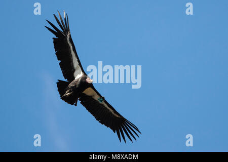 Californische Condor in de vlucht; Californian Condor in volo Foto Stock