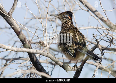 Renkoekoek zittend op een tak; maggiore Roadrunner appollaiato in scrub Foto Stock