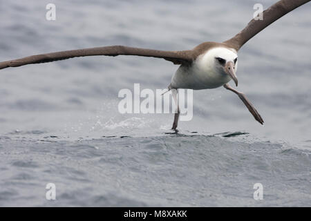 In Laysanalbatros vlucht; Laysan Albatross in volo Foto Stock