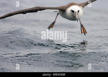 In Laysanalbatros vlucht; Laysan Albatross in volo Foto Stock