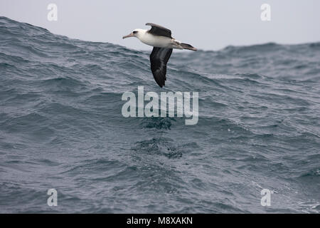 In Laysanalbatros vlucht; Laysan Albatross in volo Foto Stock