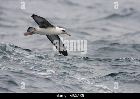 In Laysanalbatros vlucht; Laysan Albatross in volo Foto Stock