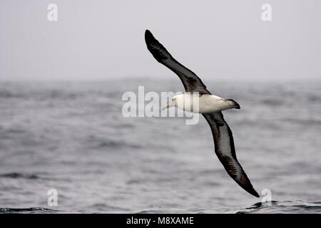 Volwassen Laysanalbatros in de vlucht; adulto Laysan Albatross in volo Foto Stock