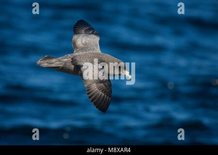 Donkere este Noordse Stromvogel in vlucht; Dark este Northern Fulmar in volo Foto Stock