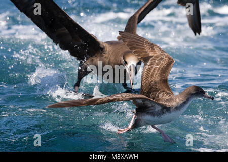 Chileense Grote Pijlstormvogel aangevallen Zwartvoetalbatros porta; nero-footed Albatross attaccando rosa-footed Shearwater Foto Stock