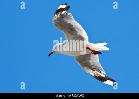 Roodsnavelmeeuw; rosso-fatturati Gull; Chroicocephalus scopulinus Foto Stock