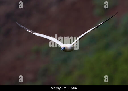 Volwassen Roodpootgent in de vlucht; adulto rosso-footed Booby in volo Foto Stock