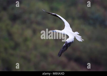 Volwassen Roodpootgent in de vlucht; adulto rosso-footed Booby in volo Foto Stock