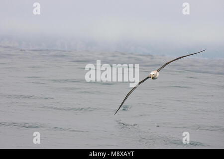 Salvins Albatros; Salvin's Albatross; Thalassarche salvini Foto Stock