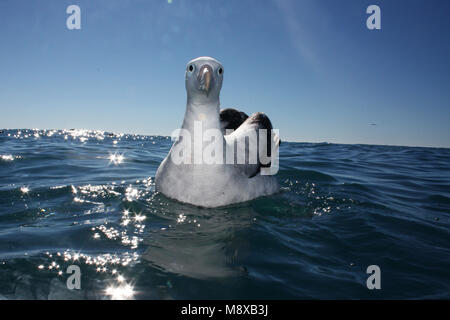 Zwemmende Grote Albatros; Nuoto Albatro Errante Foto Stock