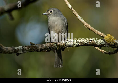 Bergdrongovliegenvanger zittend op een tak; bianco-eyed Slaty Flycatcher appollaiato su un ramo Foto Stock