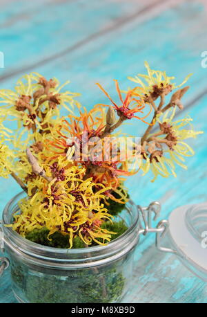 Nocciola della strega. Disposizione informale degli intermedia Hamamelis 'Arnold Promise', 'pallida', 'Jelena' e 'Primavera' in un vaso di vetro con muschio decorativo. Foto Stock