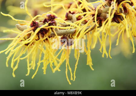 Fiori invernali di Hamamelis x intermedia 'un tizzone' amamelide, REGNO UNITO Foto Stock