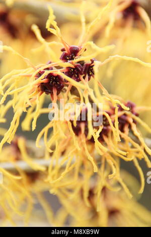 Hamamelis 'incandescente Embers' strega i fiori di nocciolo nel mese di gennaio. REGNO UNITO. Fiori invernali di Hamamelis x Embers incandescente intermedia Foto Stock