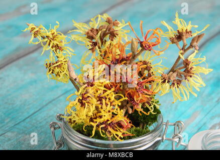 Nocciola della strega. Disposizione informale degli intermedia Hamamelis 'Arnold Promise', 'pallida', 'Jelena' e 'Primavera' in un vaso di vetro con muschio decorativo. Foto Stock