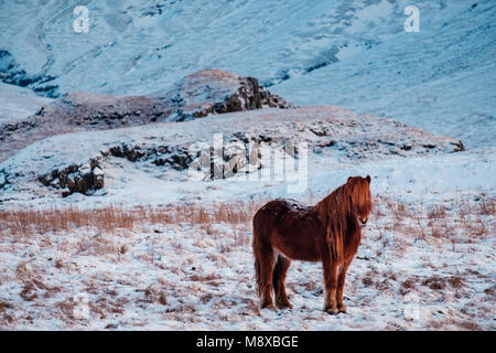 Tipico islandese cavallo pelose pascolando nella tormenta di neve. Islanda cavallo di razza in inverno in condizioni difficili di congelamento nevoso inverno in Islanda. Foto Stock