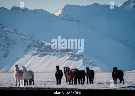 Tipico islandese cavallo pelose pascolando nella tormenta di neve. Islanda cavallo di razza in inverno in condizioni difficili di congelamento nevoso inverno in Islanda. Foto Stock