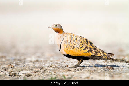 Zwartbuikzandhoen, Rospo Sandgrouse, Pterocles orientalis Foto Stock