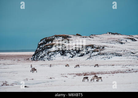Islandese di renne pascolando vicino alla laguna glaciale nel sud est dell'Islanda nel suo naturale ambiente d'inverno. Foto Stock