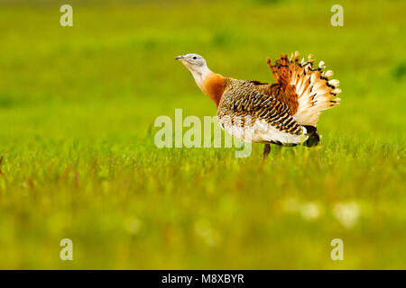 Grote trappola, grande Bustard, Otis tarda Foto Stock