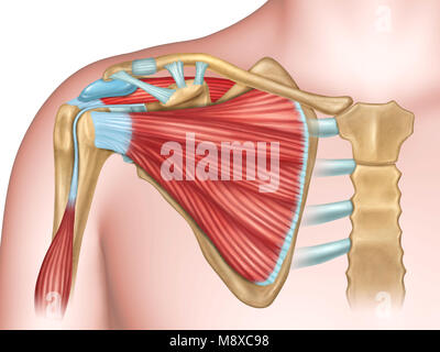 Vista anteriore della spalla anatomia. Illustrazione Digitale. Foto Stock