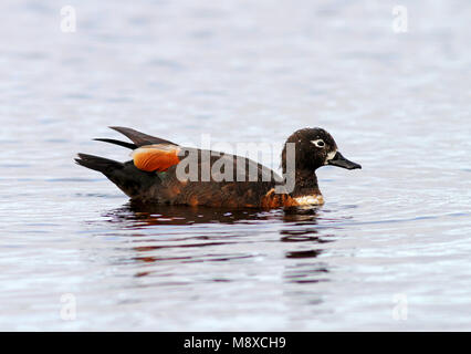 Mannetje Australische Bergeend in acqua, australiano maschio Shelduck in acqua Foto Stock