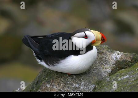 Gehoornde Papegaaiduiker, cornuto puffini, Fratercula corniculata Foto Stock