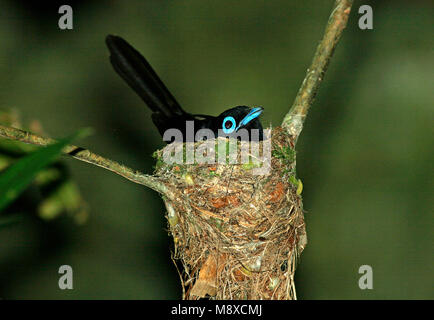 Giapponesi Paradijsmonarch op nest, Giapponese Paradise-Flycatcher sul nido Foto Stock