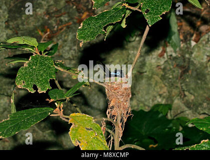 Giapponesi Paradijsmonarch op nest, Giapponese Paradise-Flycatcher sul nido Foto Stock