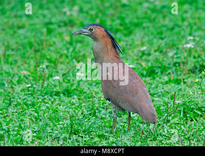 Indische Kwak, Night-Heron: la malese Foto Stock