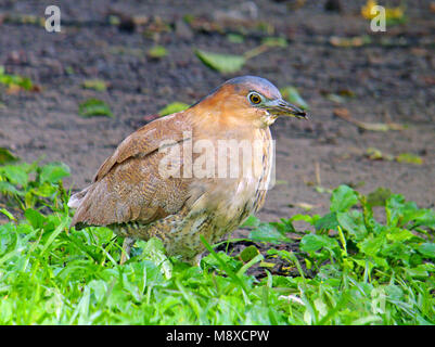 Indische Kwak, Night-Heron: la malese Foto Stock