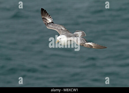 Vliegende Noordse Stormvogel (Alaska), Northern Fulmar (auduboni) in volo Foto Stock